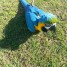 perroquet-ara-ararauna-male