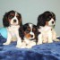3-males-cavalier-king-charles-lof-disponible-pour-adoption