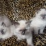 4-magnifique-chatons-sacre-de-birmanie-loof