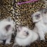 4-magnifique-chatons-sacre-de-birmanie-loof