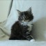 a-donner-chaton-type-maine-coon-femelle