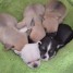 adorables-chiots-type-chihuahua-pour-adoption