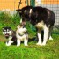 tres-jolies-chiots-type-husky-siberiens-pour-adoption