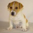 1-chiot-type-jack-russell-male