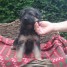 a-donner-adorable-chiot-type-berger-allemand-non-lof