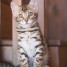 hyper-affectueux-chatons-bengal