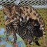magnifiques-chatons-bengal-lignee-prestigieuses