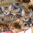 super-chatons-bengale-males-et-femelle-a-reserver