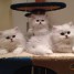 chatons-persan-a-donner-contre-bon-soin