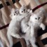 chatons-persan-contre-bon-soin