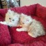 chatons-persan-a-donner-contre-bon-soin