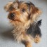 superbe-chiot-yorkshire-terrier