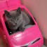 chatons-chartreux-loof