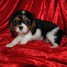 a-donner-chiot-cavalier-king-charles