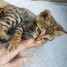 5-chatons-bengal-disponible