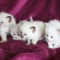 superbes-chatons-ragdoll