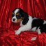 a-donner-chiot-cavalier-king-charles