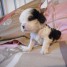 adorables-chiot-cavalier-king-charles-pure-race