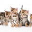 chatons-bengale-males-et-femelles-disponible