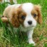 adorable-chiot-cavalier-king-charles