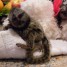 charmant-bebes-singe-ouistiti-capucin-et-lemurien