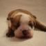 magnifique-et-adorable-chiot-bulldog-anglais