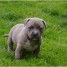 bb-chiot-staffordshire-bull-terrier