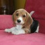 bb-chiot-beagle