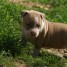 bb-chiot-american-staffordshire-terrier