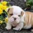 magnifiques-chiots-de-types-bulldog-anglais