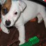 superbes-chiots-chiots-jack-russell