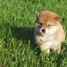 sublime-chiot-femelle-type-shiba-inu