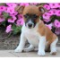 impeccables-males-et-femelles-chiots-de-type-jack-russell