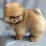 adorables-chiots-de-types-spitz-nain-allemand