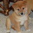 03-adorables-chiots-type-shiba-inu