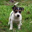 superbes-chiots-jack-russell