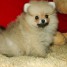 suberbe-micro-teacup-spitz-pomeranian-nain-orange-sable