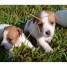 02-chiots-jack-russell