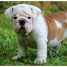 chiots-bulldog-anglais