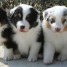 superbes-chiots-de-type-spitz-nain