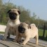 sublimes-chiots-type-carlin