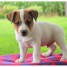 superbes-chiots-chiots-jack-russell