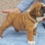 magnifiques-chiots-de-race-bulldog-anglais