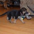 disponible-chiot-berger-allemand