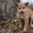 adorables-chiots-type-shiba-inu