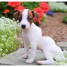 superbes-chiots-jack-russell