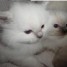 deux-chatons-ragdoll