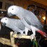 magnifique-couple-perroquet-gris-du-gabon-eam