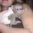 bebe-singe-capucin-de-3-mois