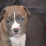 chiots-american-staffordshire-terrier